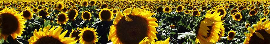 Coordination Syndicale Euro-Méditerranéenne Rotating Header Image